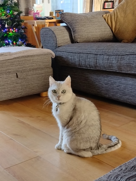 Cat litter recommendations