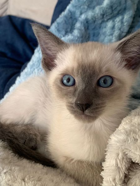 New kitten weeing on my bed, help