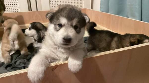 Please name this pup!