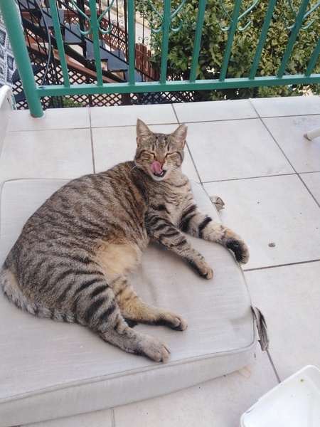 Anyone else's cat have an 'It wasn't me!' face? Pics please!