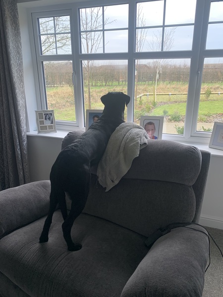 Puppy Survival Thread: muddy footprints into Spring 2022