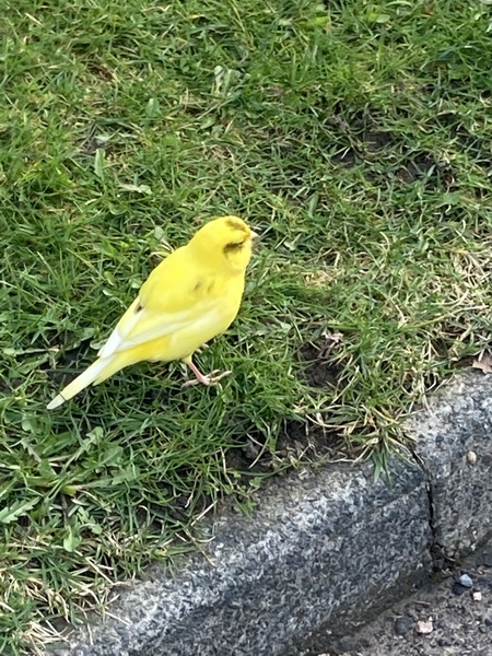 What bird is this?