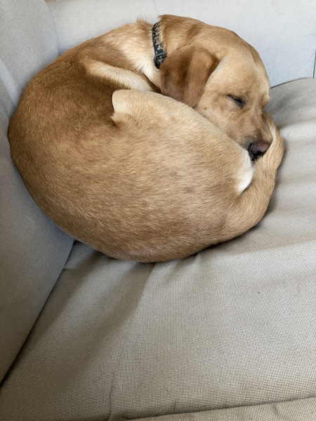 Fox Red Labradors