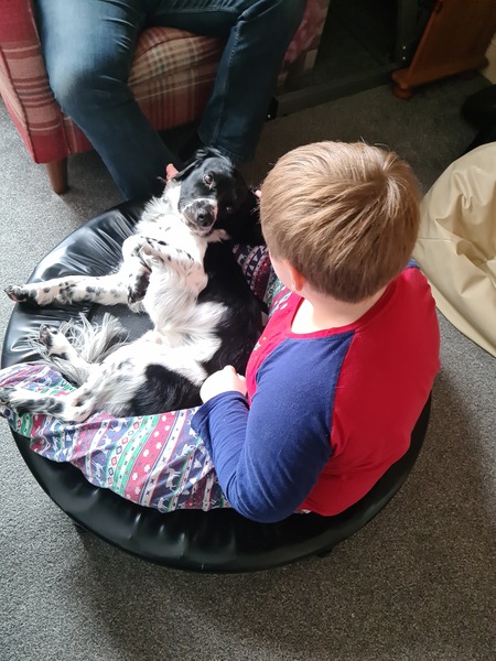 Calling all experienced dog owners for advice- first time dog owners after small family dog