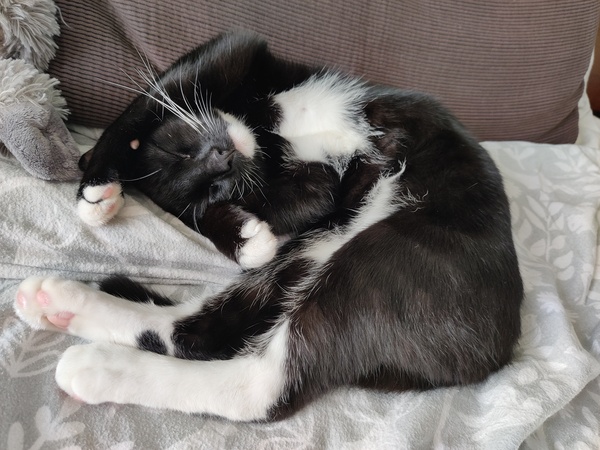 My weird cat
