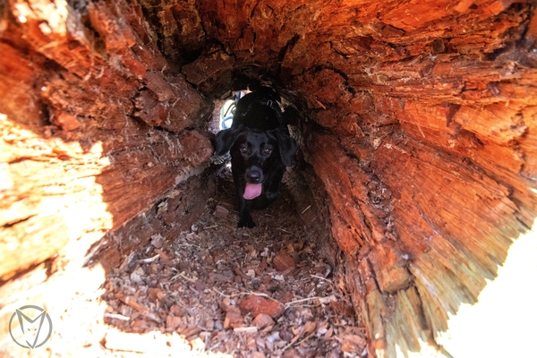 Puppy Survival Thread: muddy footprints into Spring 2022
