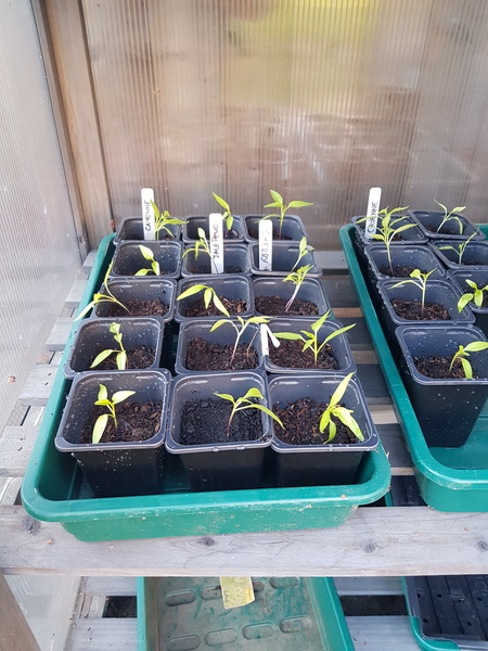 Will these seedlings be ok in unheated greenhouse/cold frame?