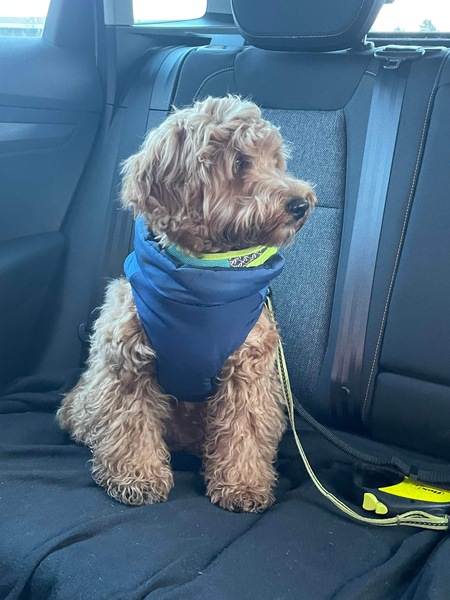 Puppy Survival Thread: muddy footprints into Spring 2022