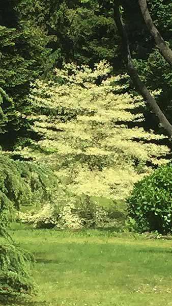 Small tree