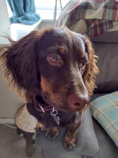 Puppy Survival Thread: muddy footprints into Spring 2022