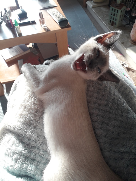 How to stop Siamese kitten from biting and scratching me