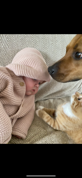 “Getting ANY adult dog breed is strongly NOT recommended”