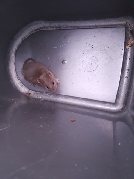 Please identify this rodent for me