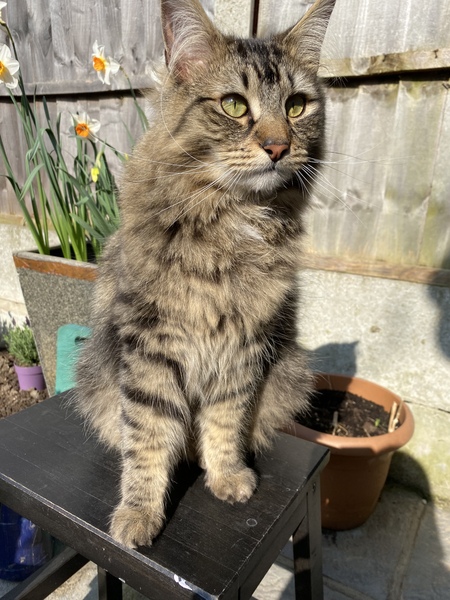 Do you think my cat is gorgeous?