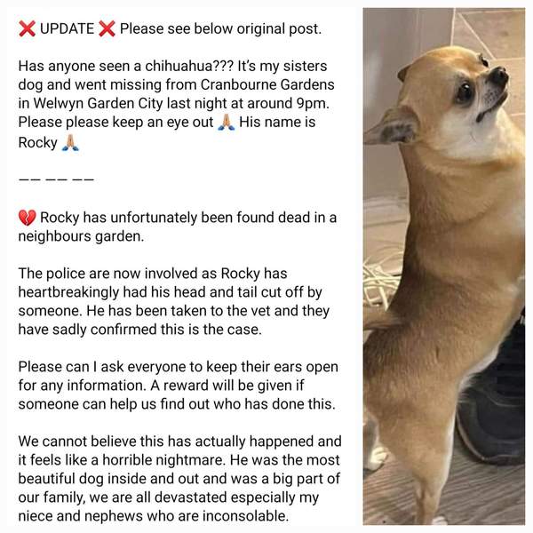 Keep your dog close and hug them a bit tighter [Warning - graphic description]