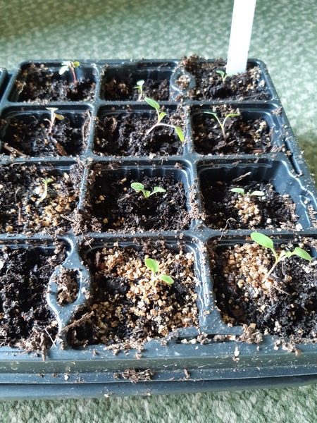 Gaura from seed