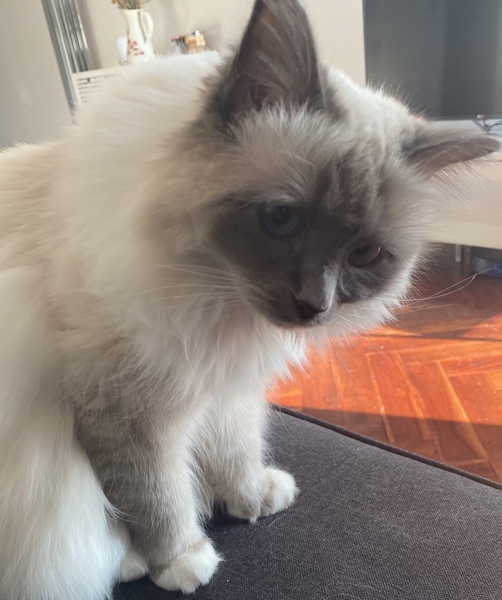 Anyone else's cat have an 'It wasn't me!' face? Pics please!