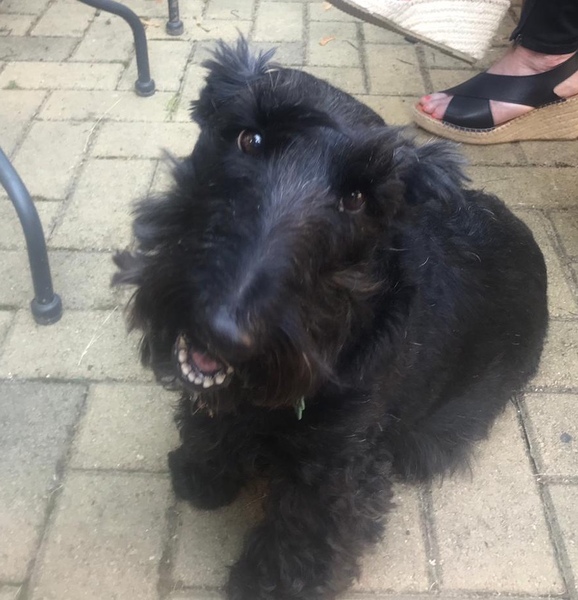 The most placid, easy going breeds