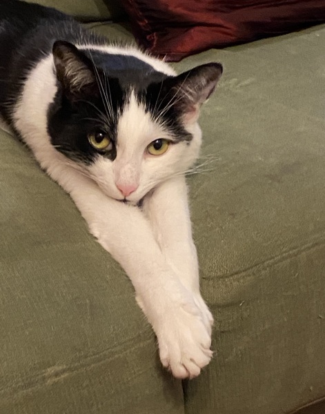 Anyone else's cat have an 'It wasn't me!' face? Pics please!