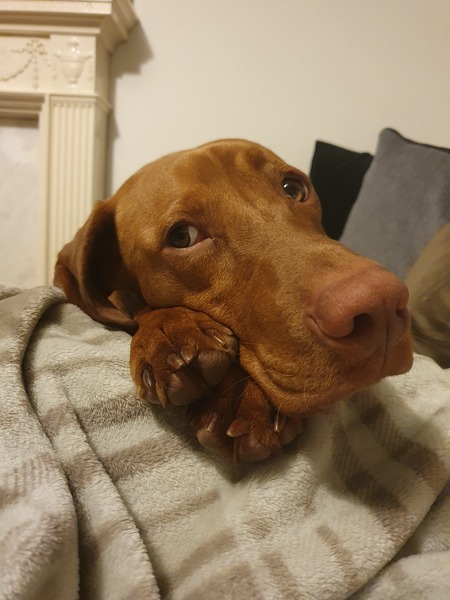 Favourite ever picture of your dog.