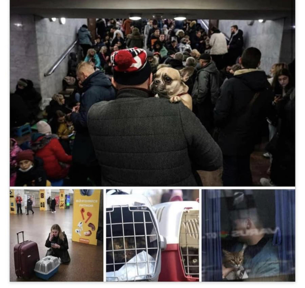 Which Ukrainian animal charities should I donate to please?