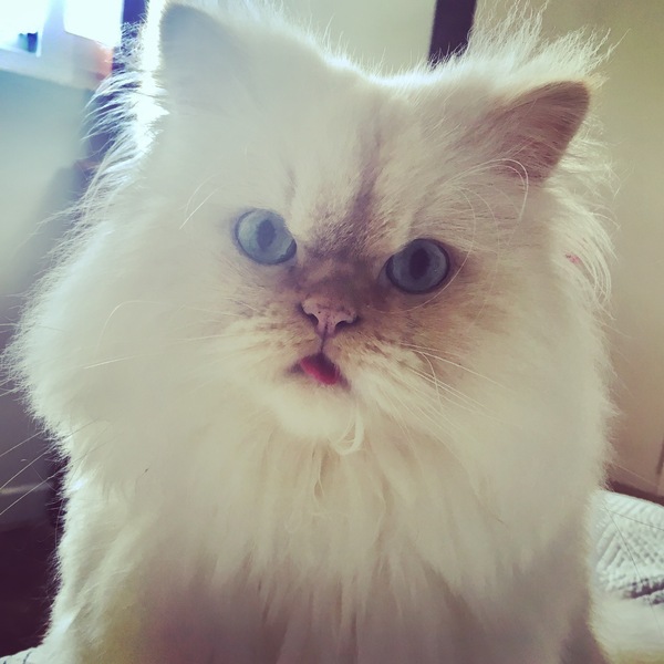 Do you think my cat is gorgeous?