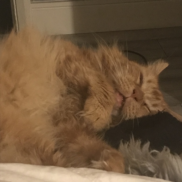 Do you think my cat is gorgeous?