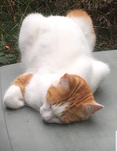 Show us your pictures of your cat(s) mellowing out in the sunshine.