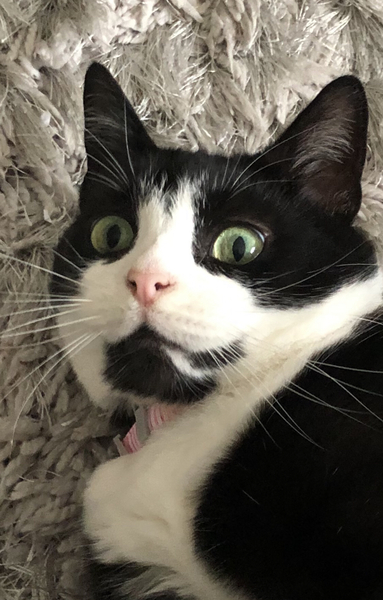 Anyone else's cat have an 'It wasn't me!' face? Pics please!
