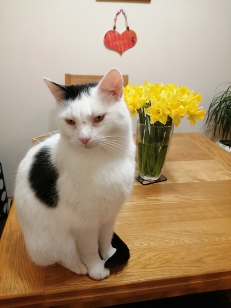 What is your cat doing at the moment?