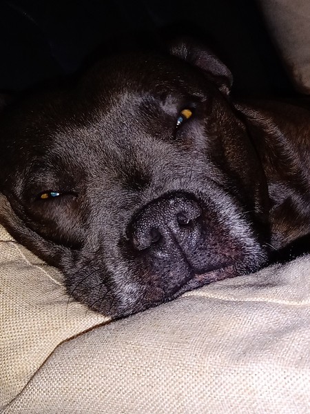 Favourite ever picture of your dog.