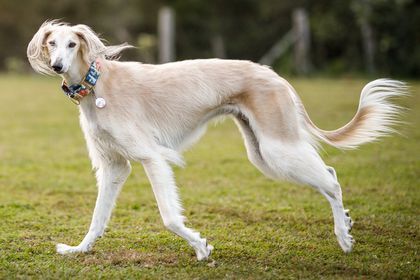 Very tall white hounds with pale eyes? What breed is this?