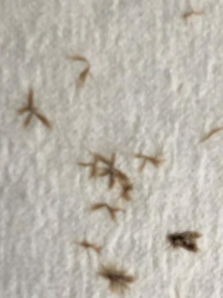 Does anyone know what these are?
