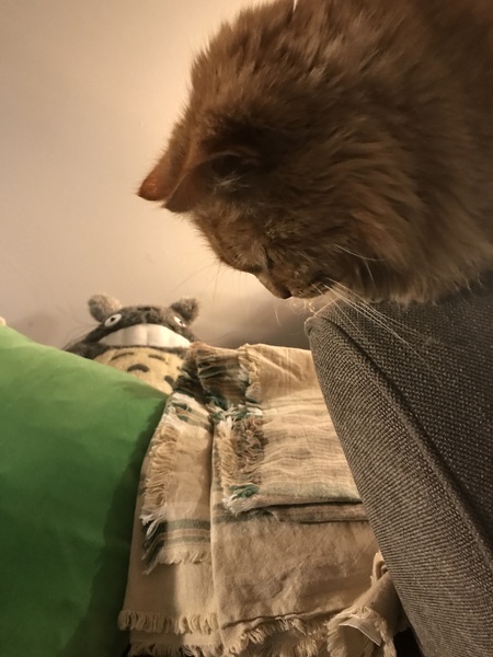 Not my cats and friends