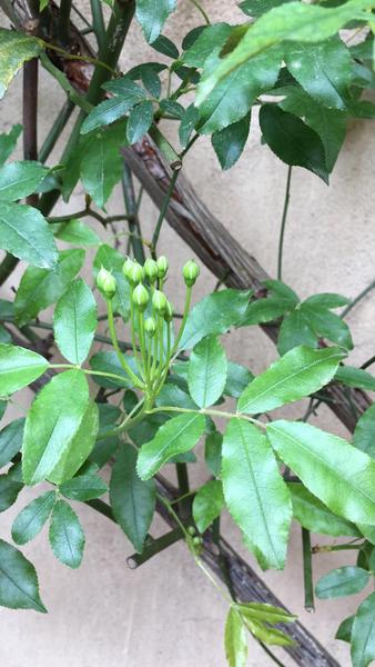 Can any gardening gurus tell me what this plant is please?
