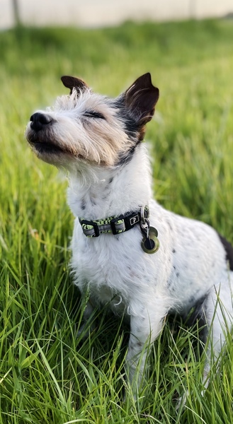 Favourite ever picture of your dog.
