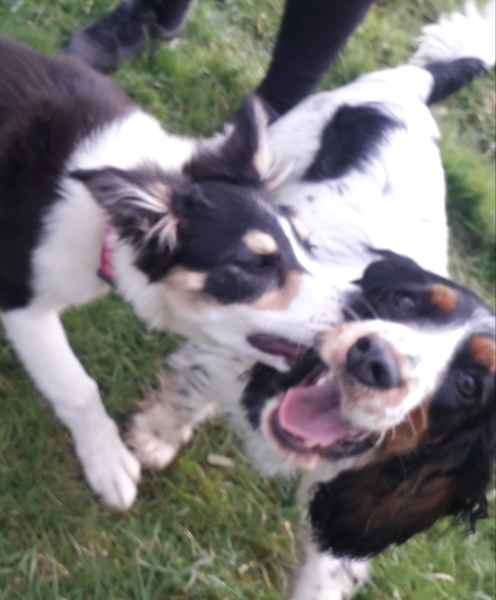 Puppy Survival Thread: muddy footprints into Spring 2022