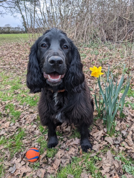 Puppy Survival Thread: muddy footprints into Spring 2022