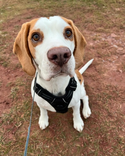 Is this a pure beagle?