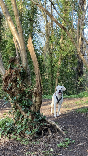Favourite ever picture of your dog.
