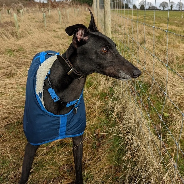 Greyhound (or just general dog) Essentials