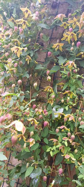 Clematis recommendation