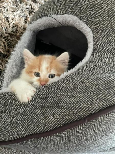 Do you think my cat is gorgeous?