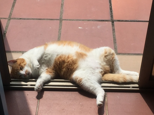 Show us your pictures of your cat(s) mellowing out in the sunshine.