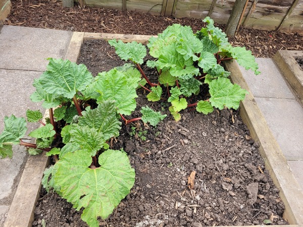 I need rhubarb education please!