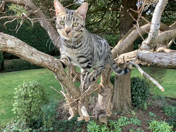 Show us your pictures of your cat(s) mellowing out in the sunshine.