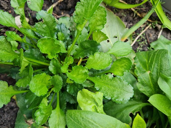 What is this plant?