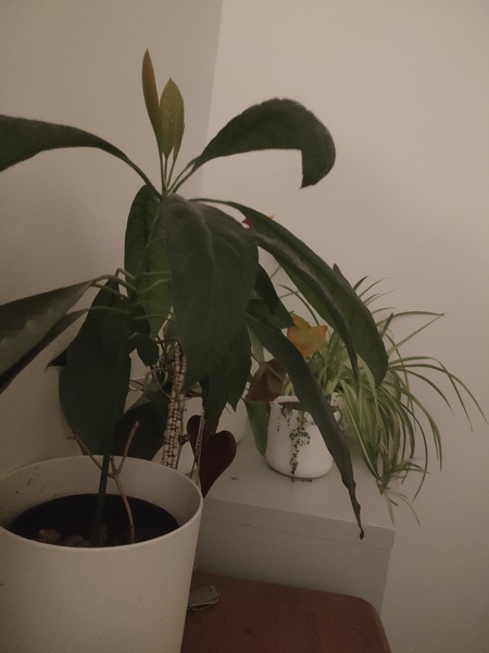 How many house plants do you have?