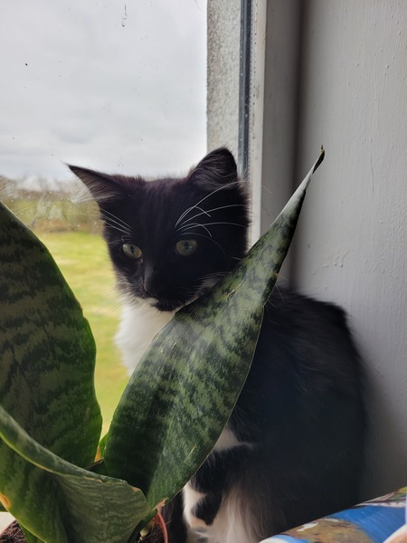 Do you think my cat is gorgeous?