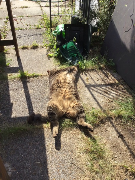 Show us your pictures of your cat(s) mellowing out in the sunshine.